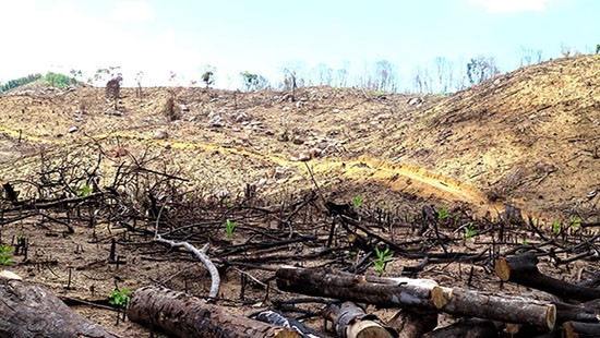 Bắt giam Giám đốc doanh nghiệp chủ mưu phá rừng ở Bình Định