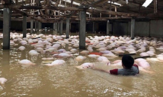 Dùng thuyền vớt 4000 xác lợn chết đem đi tiêu hủy