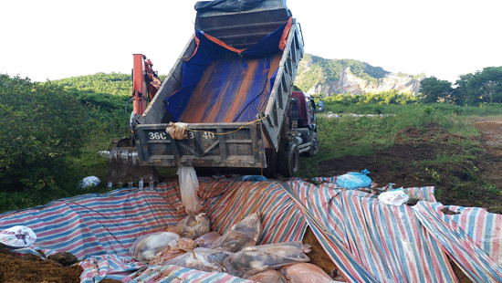 Đã chôn lấp xong hơn 4000 con lợn chết do mưa lũ