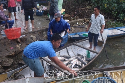 Người dân Thuận An “trắng tay” vì cá nuôi lồng bất ngờ chết hàng loạt