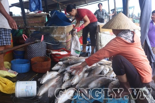 Người dân Thuận An “trắng tay” vì cá nuôi lồng bất ngờ chết hàng loạt