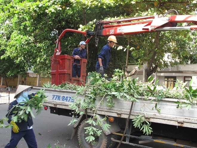 GS Nguyễn Anh Trí: Nhiều nơi đã chặt bỏ hoa sữa, Hà Nội đến khi nào?