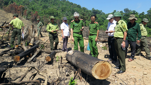 Khẩn trương kết thúc điều tra, sớm xét xử công khai vụ phá rừng tại Bình Định