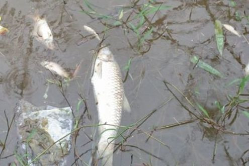 Lấy mẫu nước xác định nguyên nhân cá chết trên sông chợ Hôm