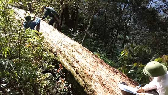 189 cây pơ mu quý hiếm bị chặt phá ở Nghệ An: 2 cán bộ kiểm lâm bị khởi tố