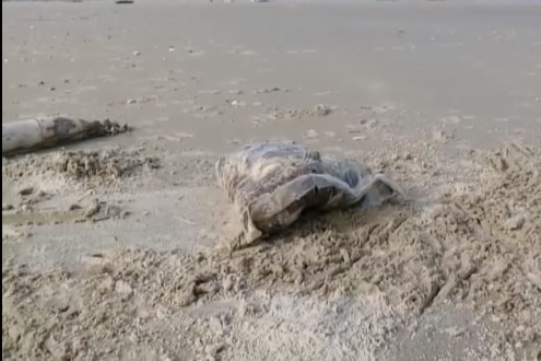 Xuất hiện nhiều túi nilon đựng thịt thối trôi dạt vào bờ biển Phú Lộc