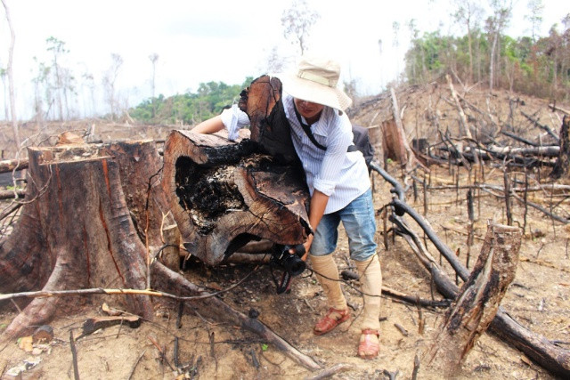 Đề nghị truy tố 2 bị can trong vụ phá rừng phòng hộ ở Quảng Nam