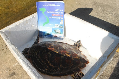 Thả cá thể rùa quý hiếm nặng 5,5kg về môi trường biển