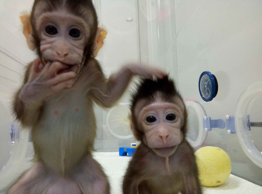 Nhân bản vô tính: Sau khỉ là con người? 