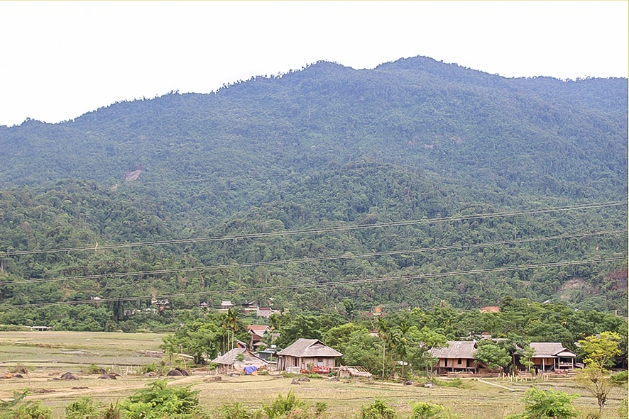 Yêu thương dồn tụ đại ngàn