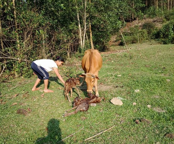 Hy hữu, bò mẹ sinh 3