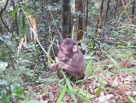 Thả hai cá thể khỉ mặt đỏ quý hiếm về môi trường tự nhiên