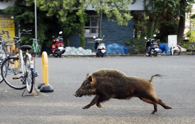 Một con lợn rừng xông vào ký túc xá Đại học Kyoto năm 2017 (Ảnh: Getty)