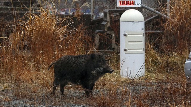 Một con lợn rừng đứng cạnh thiết bị đo phóng xạ hạt nhân ở thị trấn Futaba - nơi có nhà máy điện hạt nhân Fukushima Daiichi bị rò rỉ sau trận động đất năm 2011 (Ảnh: EPA)