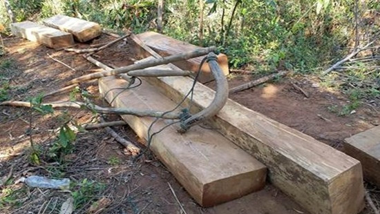 Kon Tum: Điều tra, xác minh vụ dùng trâu kéo gỗ trong rừng