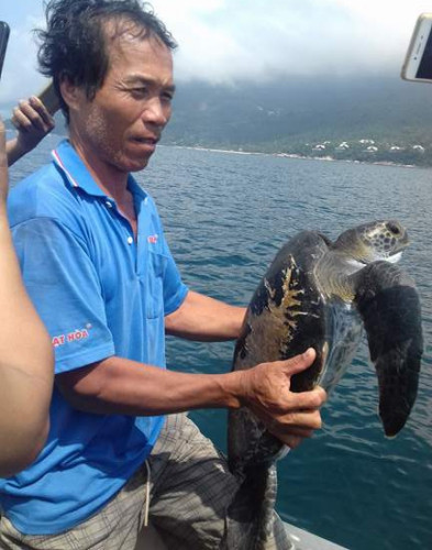 Thả cá thể rùa biển nặng 25kg về đại dương