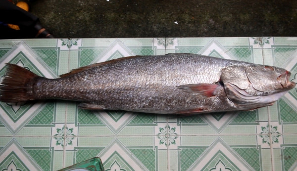 Bắt được con cá nặng hơn 10 kg nghi sủ vàng quý hiếm