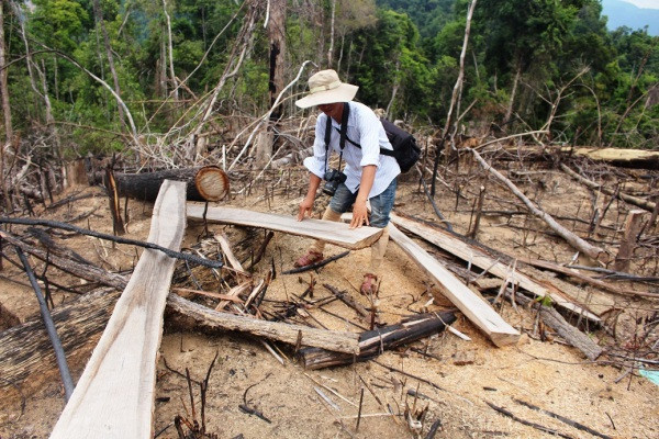 Vụ phá rừng phòng hộ ở Quảng Nam: Nhiều cán bộ kiểm lâm bị kỷ luật