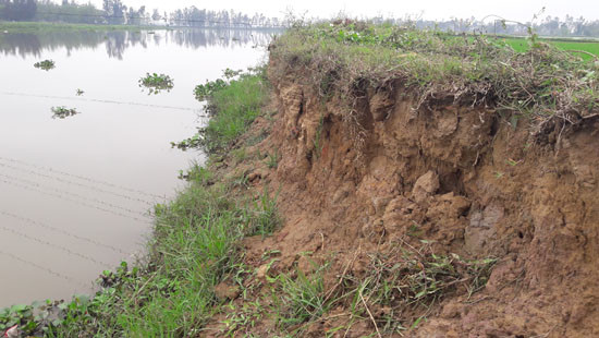 Đê Sông Bùng bị sạt lở, đất sản xuất của người dân nguy cơ bị cuốn trôi