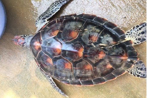 Giải cứu cá thể rùa biển quý hiếm nặng 7kg thả về tự nhiên