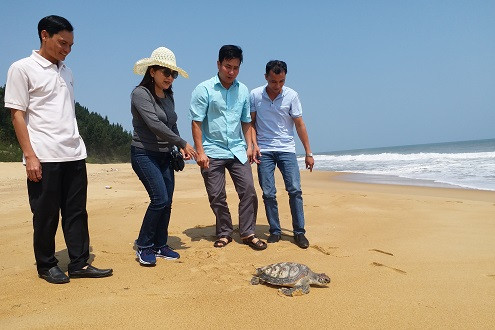 Giải cứu cá thể rùa biển quý hiếm nặng 7kg thả về tự nhiên