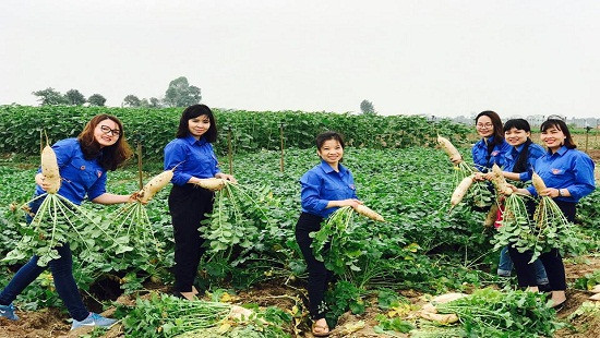 Đoàn Thanh niên TANDTC chung tay “giải cứu”  củ cải giúp nông dân xã Tráng Việt