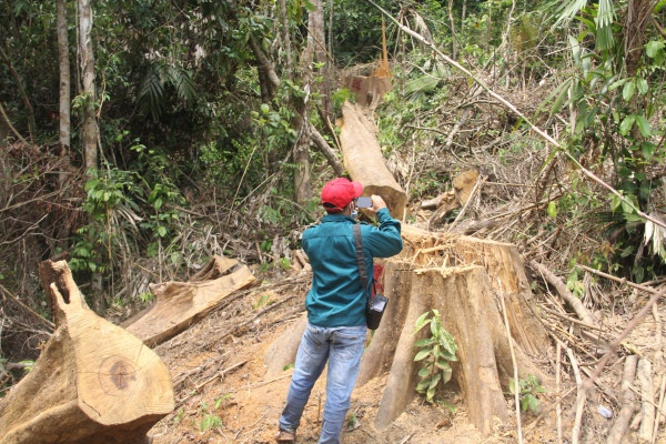 Quảng Nam: Khởi tố vụ phá rừng phòng hộ Sông Kôn