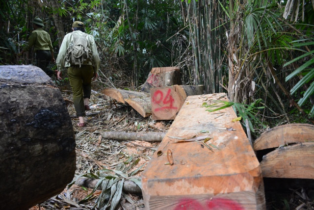 Phó Chủ tịch tỉnh Quảng Nam công bố email kêu gọi tố giác hành vi phá rừng