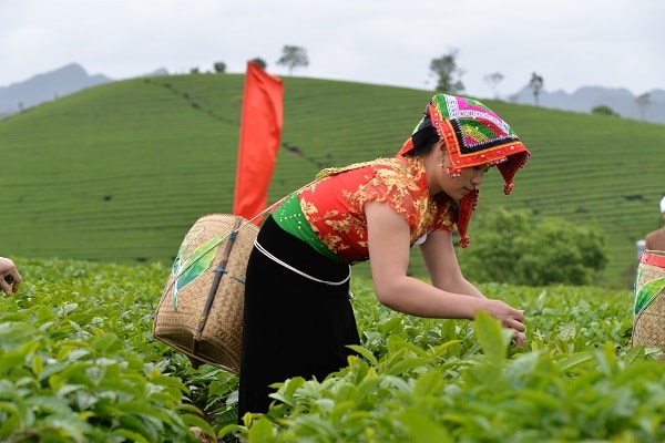 Sơn La: Kỷ niệm 60 năm thành lập nông trường quốc doanh Mộc Châu