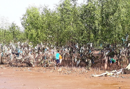 Thanh Hóa: Rừng phòng hộ ven biển bị rác bủa vây