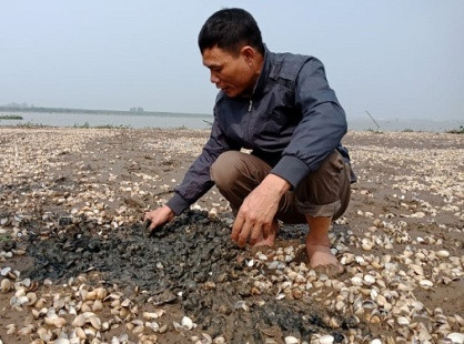 Thanh Hóa: Người dân điêu đứng vì ngao chết bất thường