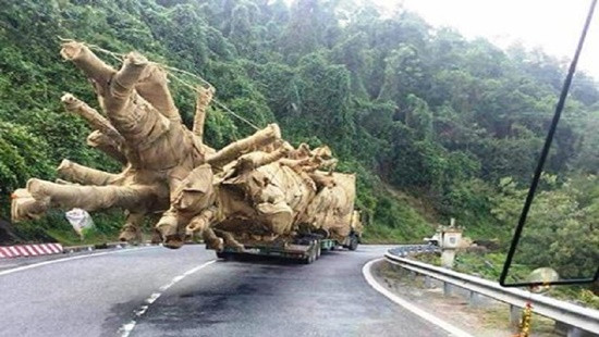 Bộ GTVT báo cáo Chính phủ về xe chở cây quái thú