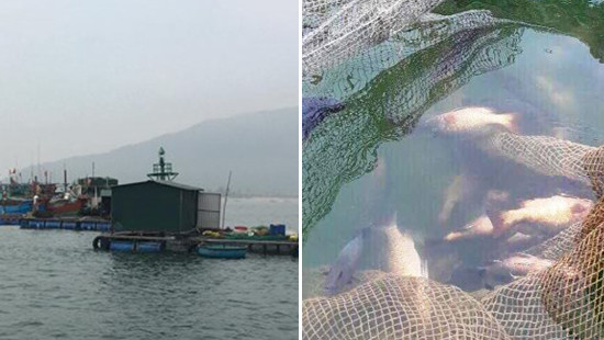Cá, mực trong lồng bè tại Cảng Vũng Áng chết bất thường