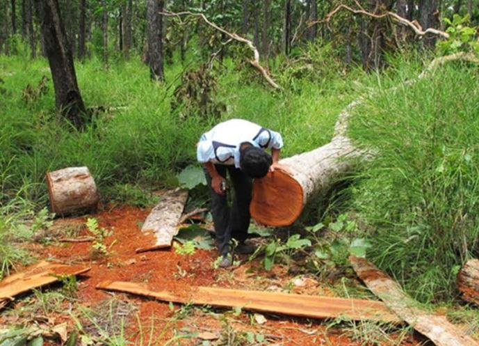 Bộ Công an bắt vụ phá rừng quy mô lớn ở Vườn Quốc gia Yok Đôn