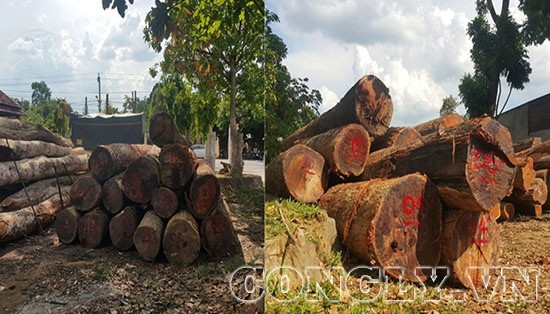 Bộ Công an triệt phá đường dây gỗ lậu của trùm gỗ Phượng “râu”