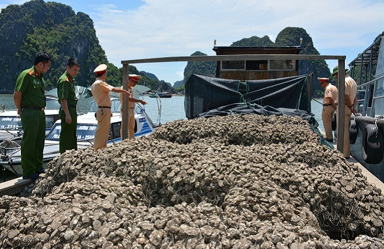 Quảng Ninh:  Bắt giữ 30 tấn hàu giống lậu, trị giá hơn 300 triệu đồng