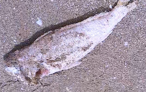 Cá chết dạt bờ biển nghi do đánh bắt bằng thuốc nổ