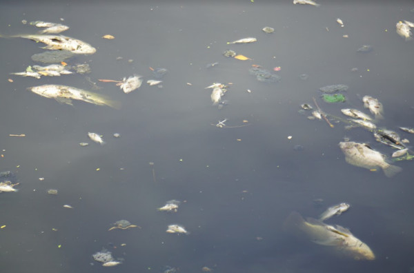 Xác định nguyên nhân cá chết hàng loạt trên sông Phú Lộc