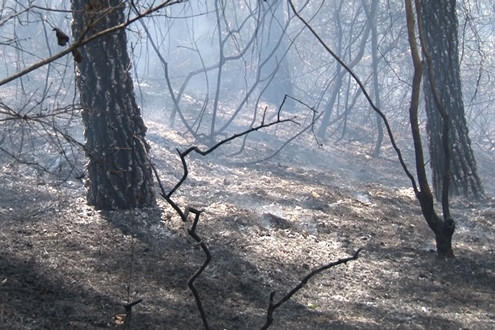Huế: Huy động lực lượng dập tắt đám cháy rừng thông