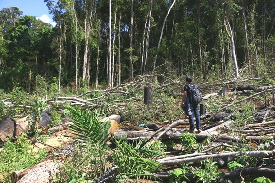 Để mất hàng trăm hecta rừng tự nhiên, Giám đốc Công ty Lâm nghiệp bị khởi tố