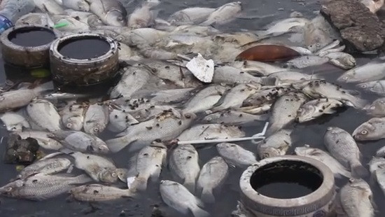 Cá lại chết hàng loạt nổi trắng Hồ Tây, bốc mùi hôi thối nồng nặc