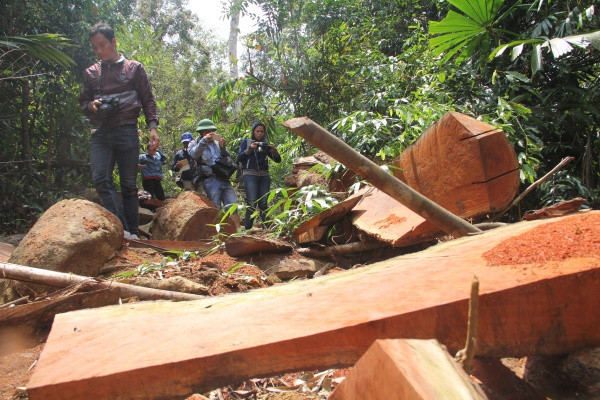 Truy nã 2 đối tượng tổ chức phá rừng lim cổ thụ