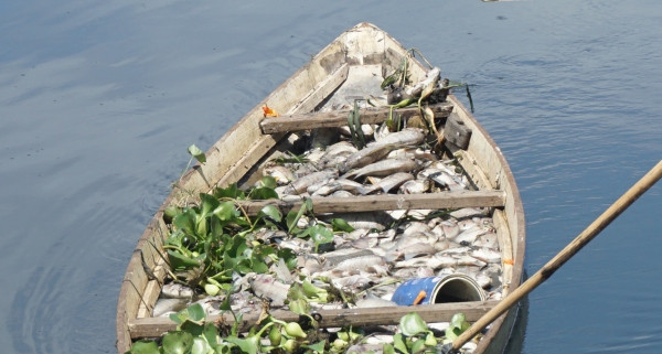 Đà Nẵng: Cá chết nổi trắng hồ điều tiết