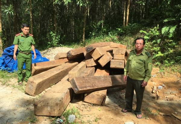 Phát hiện số lượng lớn gỗ xoan đào được giấu trong rừng 