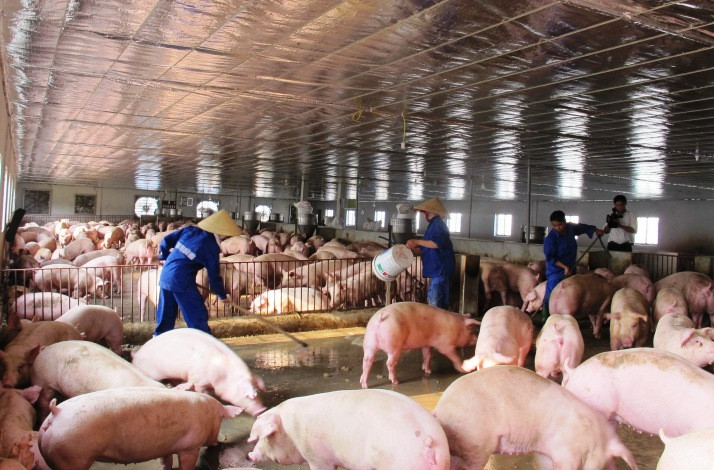 Khẩn cấp ngăn chặn dịch tả lợn châu Phi vào Việt Nam