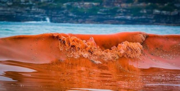 Mỹ: Thủy triều đỏ đe dọa biển Florida