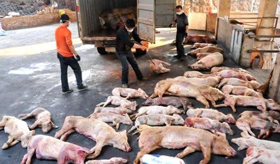 Tổng cục Hải quan tăng cường mọi biện pháp ngăn chặn bệnh Dịch tả lợn Châu Phi vào Việt Nam