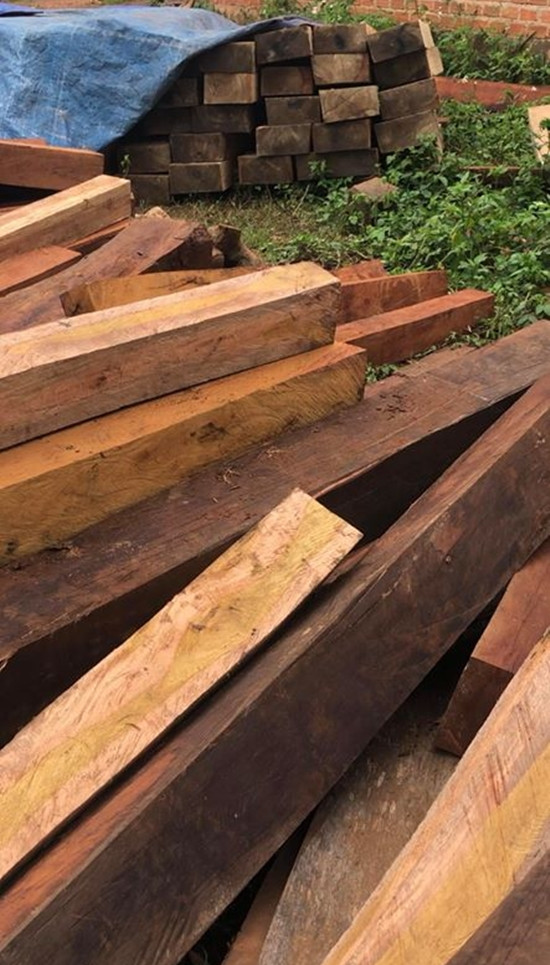 Phát hiện bãi tập kết gỗ lậu tại huyện Mang Yang