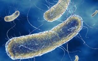 Nghi nhiễm khuẩn E.Coli, Mỹ thu hồi hơn 60 tấn thịt bò