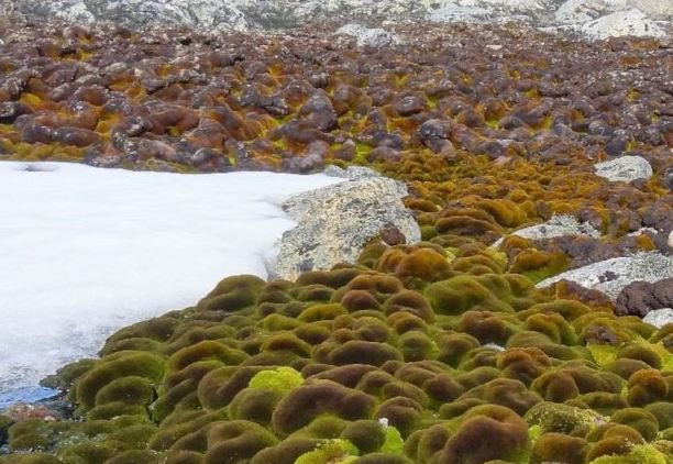 Biến đổi khí hậu đã làm thảm thực vật cổ tại Nam Cực biến mất